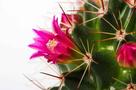 Blooming mamillaria cactus flower close up isolated on whiteの写真素材
