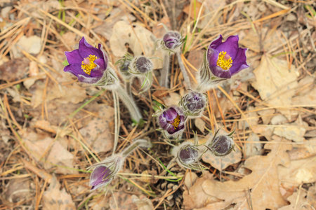 First spring flowers of dream herb in the forest. View from above