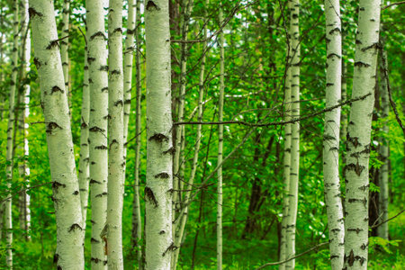 Trunks of birches in the summer in the forest close upの写真素材