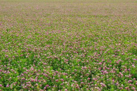 Farming field with flowering clover for animal feedの写真素材