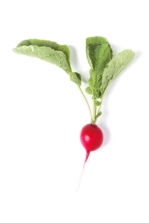 Ripe red radish from the garden bed isolated on whiteの写真素材