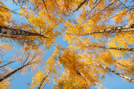 Autumn crowns of birches high against the background of the blue skyの写真素材