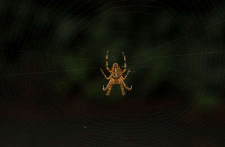 Spider sits on a web in the forestの写真素材