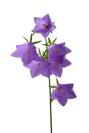 Forest lilac bluebells isolated on white backgroundの写真素材