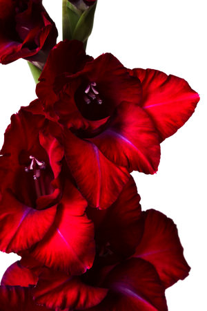 Dark red gladiolus close-up isolated on whiteの写真素材