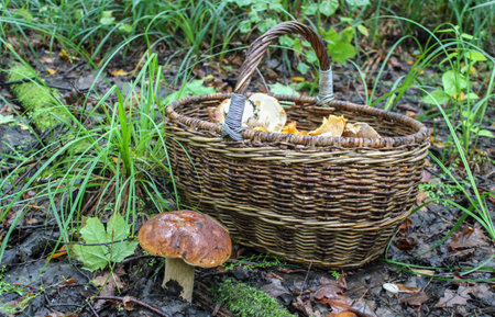 A basket of mushrooms is on the ground in the forest, and a porcini mushroom is growing nearbyの写真素材