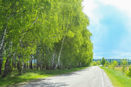 Blossoming green birch trees along a country road in springの写真素材