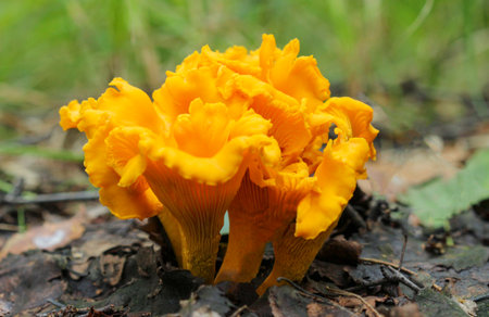 CantharÄ“llus cibÄrius. Chanterelle mushrooms in the forest among withered leaves