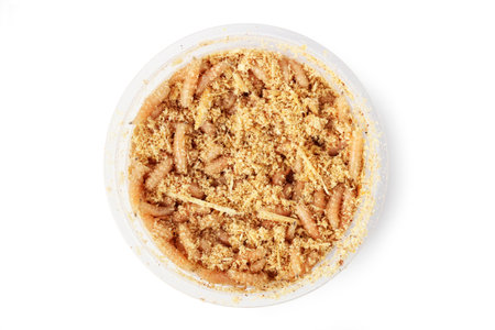 A jar of maggots isolated on a white background. Top view.