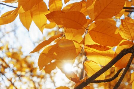 Autumn landscape park. Fall tree leaves background.