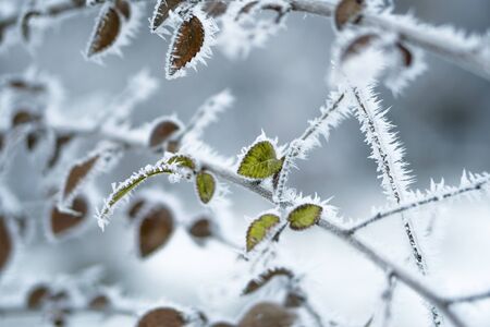 Hoarfrost on leaves in snowing in winter garden. Frozen branch with snow flakes background.