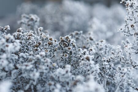 Hoarfrost on leaves in snowing in winter garden. Frozen branch with snow flakes background.