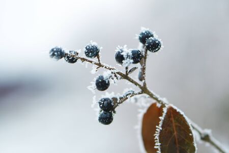 Berry under the snow in winter garden. Frozen berries with snow flakes and hoarfrost background.の写真素材