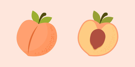 Peach fruit icon in flat style. Apricot vector illustration on isolated background. Nectarine nature snack sign business concept.のイラスト素材