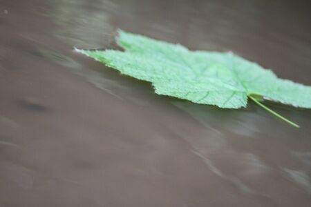 A green leaf floatingの写真素材