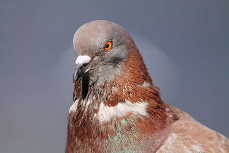 Portrait of a doveの写真素材