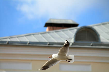 Flying seagullの写真素材