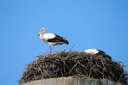 wild birds