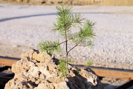 Tree on a rockの写真素材