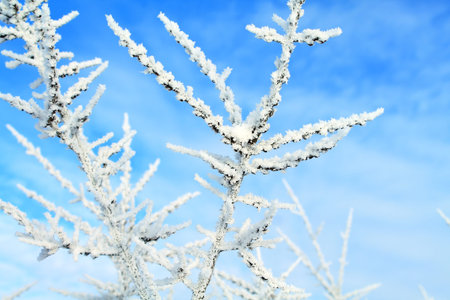 snow in the winter