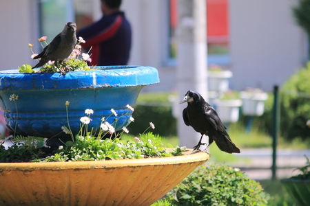 birds in the cityの写真素材