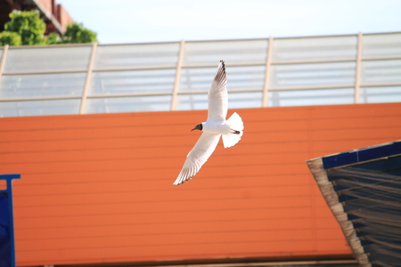 birds in the cityの写真素材