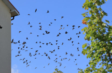 crows are circling around the house