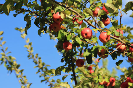 in the summer garden, apples on a treeの写真素材