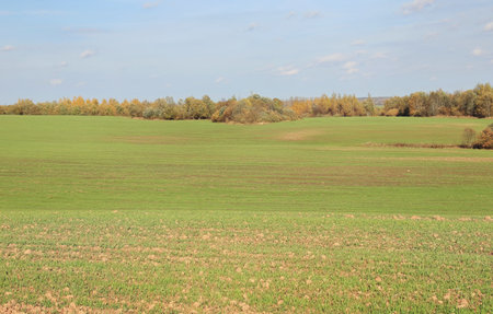clouds over the field in summerの写真素材