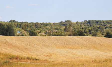 field on a summer dayの写真素材