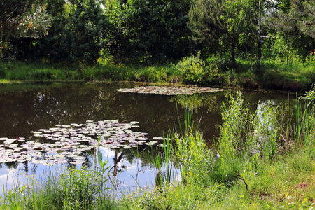 summer in the village on the pondの写真素材