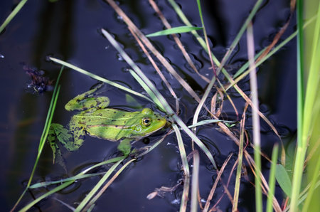A frog swims in a pondの写真素材
