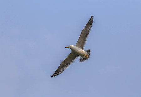 Brown-headed gull flying in the sky