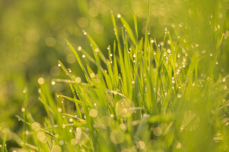 Green blur background from a grass on a meadowの写真素材