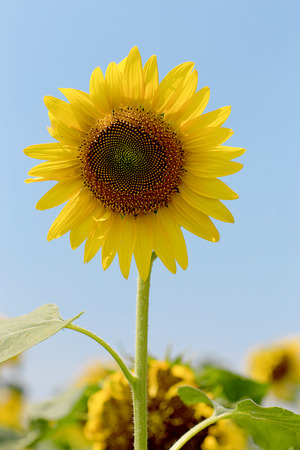 Sunflower in the summerの写真素材
