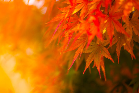 Autumn Leaves of Japanese Maple with softly blurred background