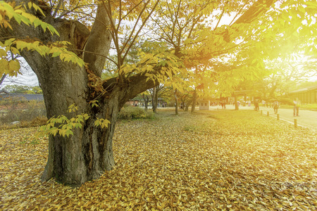 Autumn Leavesの写真素材