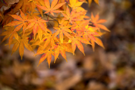Autumn Leaves of Japanese Maple with softly blurred background