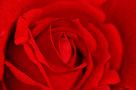 Close up Red roseの写真素材