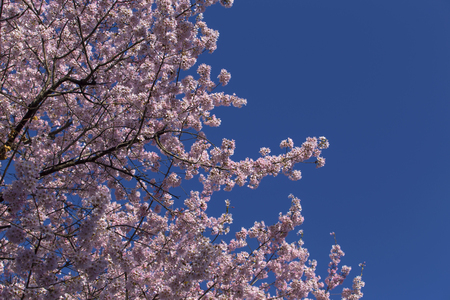 Cherry Blossom with blue skyの写真素材