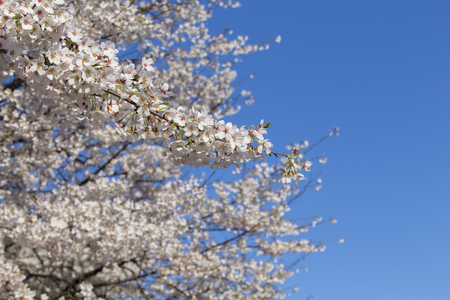 Beautiful flowers Cherry blossomの写真素材