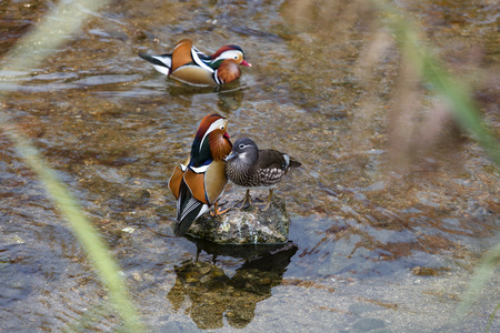 Mandarin Duckの写真素材