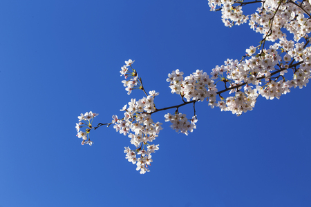 Cherry Blossom with blue skyの写真素材