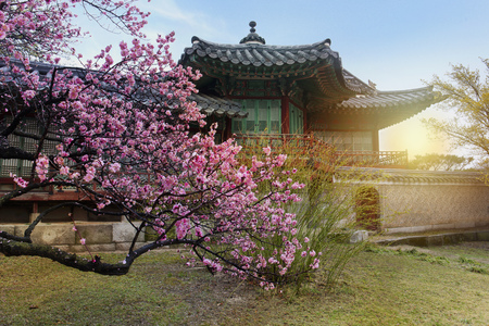 Cherry Blossom in spring at Changdeokgung Palace, South Koreの写真素材