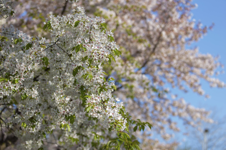 Beautiful flowers Cherry blossomの写真素材