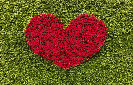 Red heart flowers on a green backgroundの写真素材