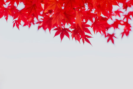 Maple Leaves with softly blurred on white background.