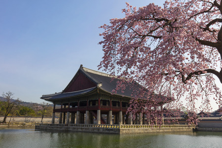 Cherry Blossom in spring at Gyeongbokgung Palace  Seoul,South Korea.のeditorial素材