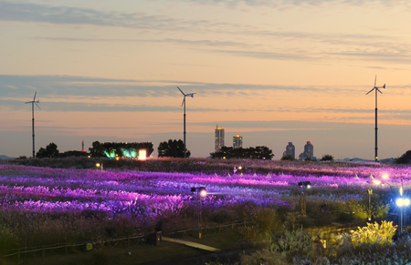 Seoul Eulalia Festival at Haneul Park in Seoul, South Korea. の写真素材