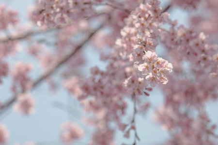 Beautiful flowers Cherry blossom on softly blurred backgroundの写真素材